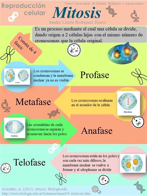 Mitosis Notas de biología Enseñanza biología Enseñanza de química