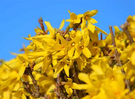 Buy Forsythia Forsythia Spectabilis Hedging Plants Hopes Grove