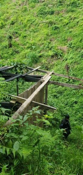 Aseguran M S De Mil Plantas De Hoja De Coca En Olancho