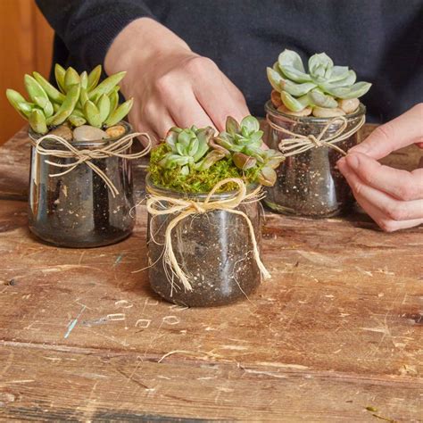 Plant Succulents In Recycled Glass Jars Plants In Jars Succulent Pots Diy Succulents In Glass