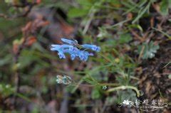 野生花卉 第48页 花卉图片网