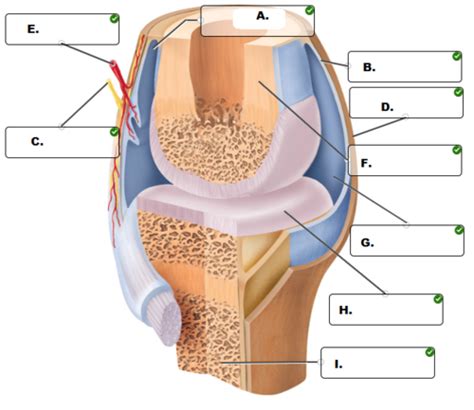 Joints Part 2 Synovial Joint Flashcards Quizlet