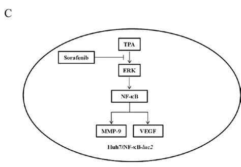 Sorafenib Inhibits Tpa Induced Mmp 9 And Vegf Expression Via