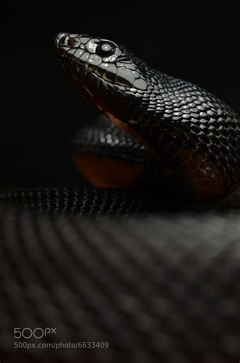 Black pine snake by mehelya / 500px