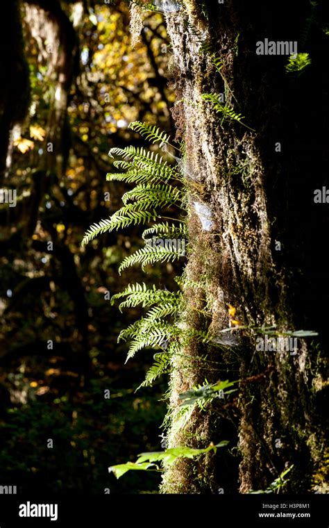 Rainforest with tree ferns hi-res stock photography and images - Alamy