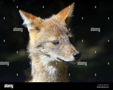 Eurasian Common Or Golden Jackal Canis Aureus Close Up Of The Head