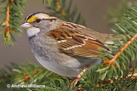 White-throated Sparrow - ID, Facts, Diet, Habit & More | Birdzilla