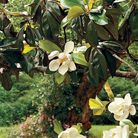 Magnolia Grandiflora Southern Magnolia Tree En Maceta De 25 Etsy