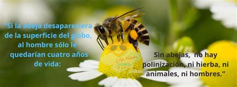 Sin Abejas No Hay Vida La Risa Magazine