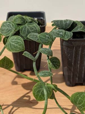 Rhaphidophora Cryptantha Deep Vein Shingle Plant In Deep Pot