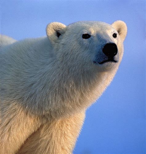 Myth: Polar Bears Are Solar - North American Bear CenterNorth American ...