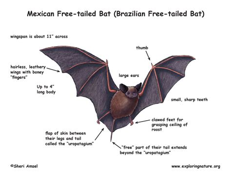 Bat (Mexican Free-tailed or Brazilian Free-tailed)