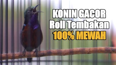 Pancingan Konin Gacor Roll Tembakan Materi Tajam Suara Jernih