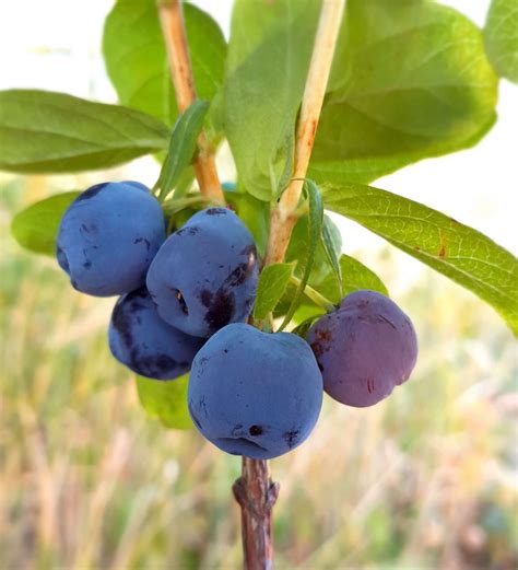 Honingbes Haskap Lonicera Blue Treasure Eetbaargoed