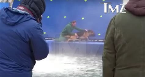 ‘a Dogs Purpose Facing Backlash After Video Of Terrified Dog Surfaces