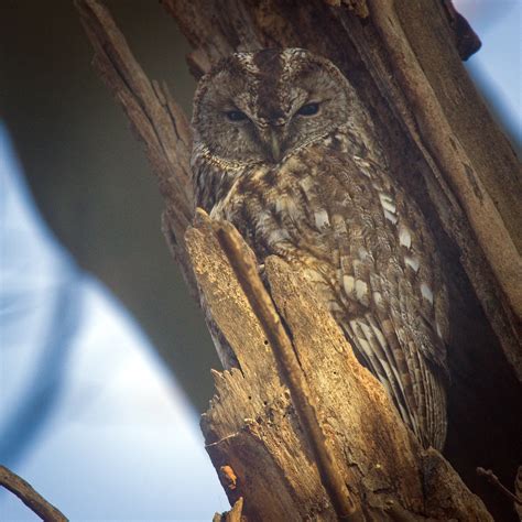 Tawny Owl Tawny Owl Strix Aluco Perched On Its Usual Spo Flickr