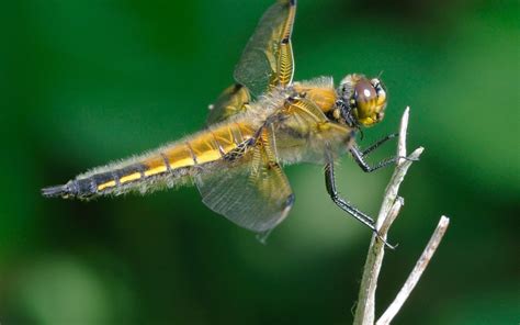 Four Spotted Chaser Dragonfly Libellula Quadrimaculata Perching