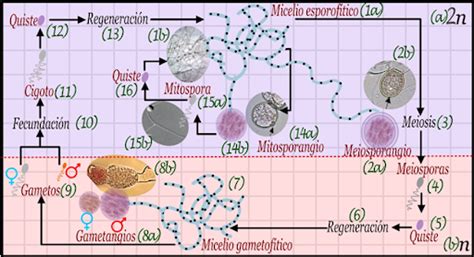 Biología De Joseleg Reproducción Reproducción Y Ciclo De Vida De Los Quitridiomicetos