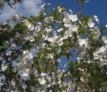 Prunus Serrulata Snow Goose Flowering Cherry From Pleasant Run Nursery