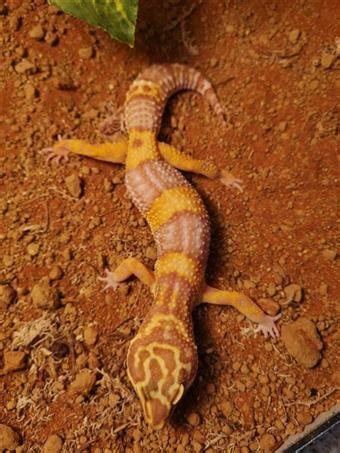 Leopard Gecko (Albino) (Eublepharis macularius) for sale - The Reptilarium