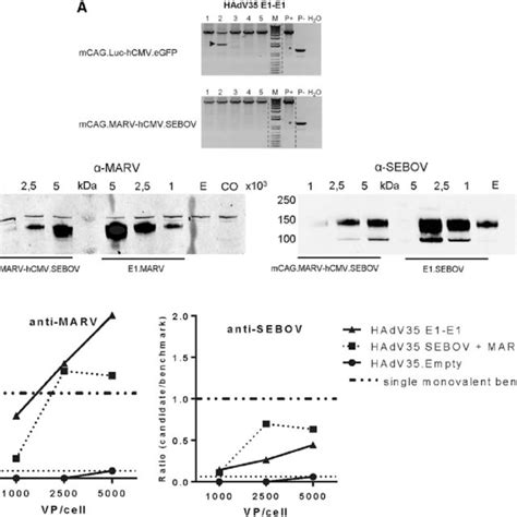 Bivalent Vector Designs And Poor Genetic Stability Profile Of E1 E3