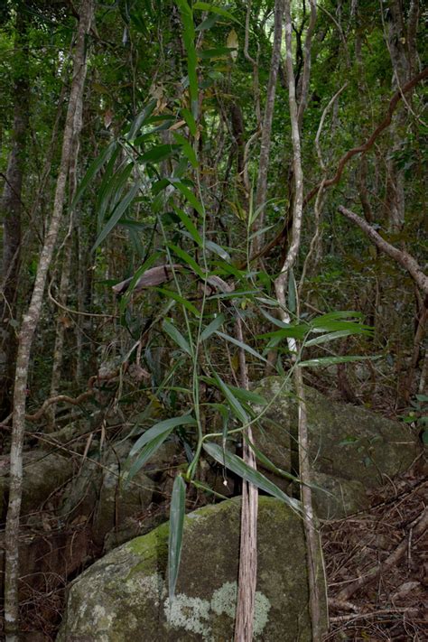 Indian Bushcane From Crystal Creek Qld Australia On April