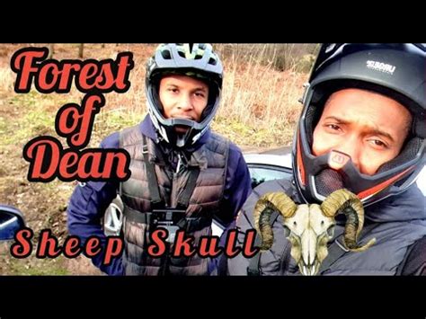 Forest Of Dean Sheep Skull Youtube