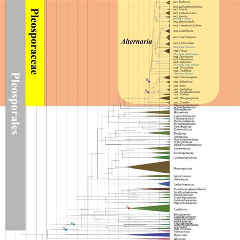 Maximum Clade Credibility MCC Tree With Divergence Times Estimates