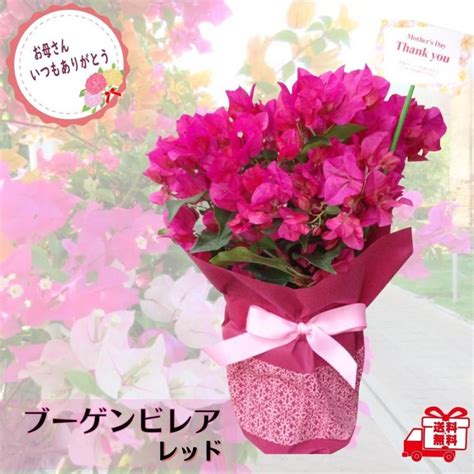 母の日 花 ギフト ブーゲンビリア レッド 5号鉢 ハワイアン プレゼント 花鉢 鉢植え ブーゲンビレア Gardougainvillea Red 5 Tahiti Marche タヒチ