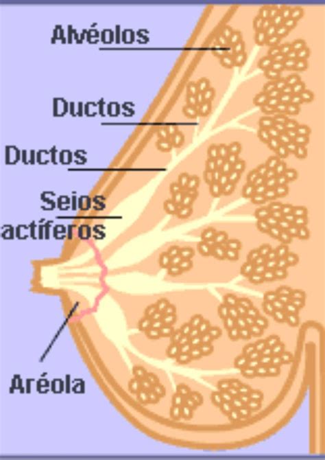 Pin De Samara Duran Em Pins Criados Por Voc Obstetr Cia Ginecologia