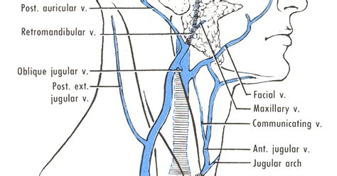 Pedi Cardiology Anatomy External Jugular Vein