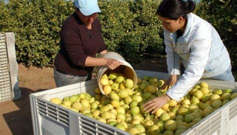 En Colima viven 80 mil personas del cultivo del limón Panorama Agrario