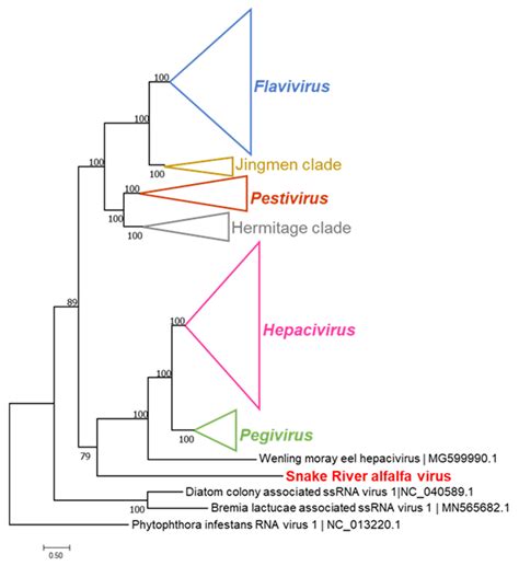 A Novel Flavi Like Virus In Alfalfa Medicago Sativa L Crops Along