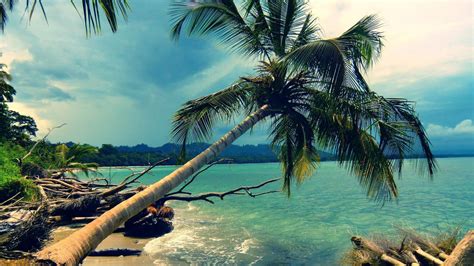 Green Coconut Tree Nature Landscape Hd Wallpaper Wallpaper Flare