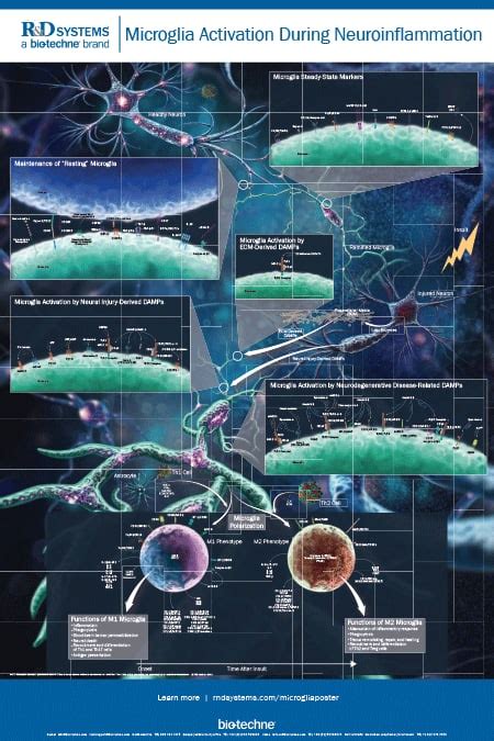 Microglia Activation During Neuroinflammation: R&D Systems