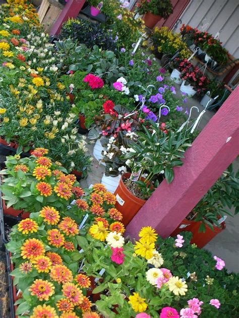 Annual Flowers by Color - Gardening Channel