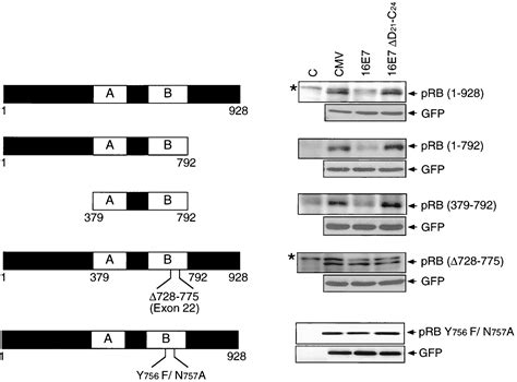 Degradation Of The Retinoblastoma Tumor Suppressor By The Human