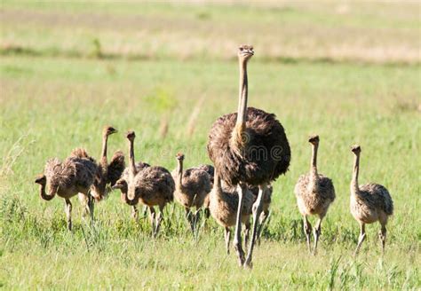 Mother Ostrich Ahead Of Chicks Stock Image Image Of Large Males