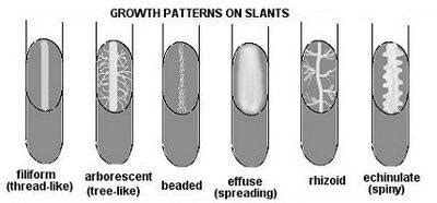 Micro Lab- Transfer of Bacteria: Aseptic Technique Ex #4 Flashcards ... 