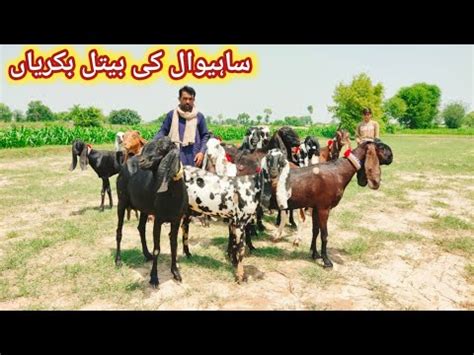 Goats Farming Top Class Ki Betal Aur Nagra Pregnant Goats