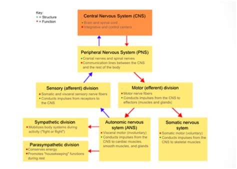 Chapter Body Systems Flashcards Quizlet