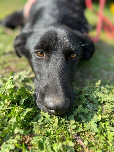 Hunde Aus Einer Rettungsaktion Ukrainischer Hunde