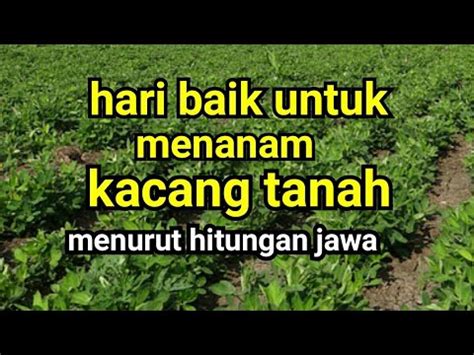 Hari Baik Untuk Menanam Kacang Tanah Menurut Hitungan Jawa YouTube