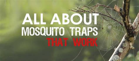 Mosquito Traps That Work: Discover the best recommendations for ...