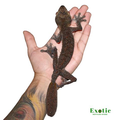 Giant Leaf Tail Gecko Exotic Reptiles Store