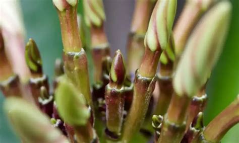 Plumeria Buds Falling Off Reasons Solutions Companion Planting