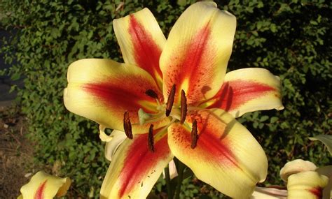 Nine Giant Tree Lily Bulbs | Groupon