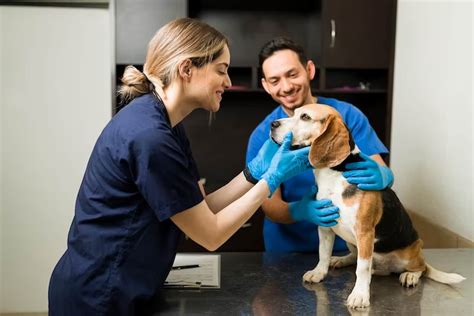 Servicios Auxiliares En Establecimientos M Dicos Veterinarios