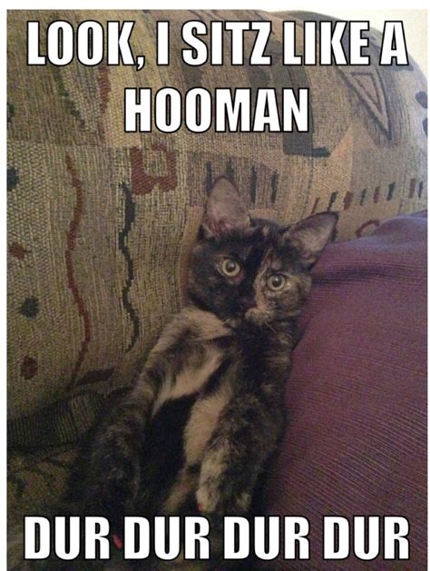 I Sitz Like A Hooman Cats Funny Humor