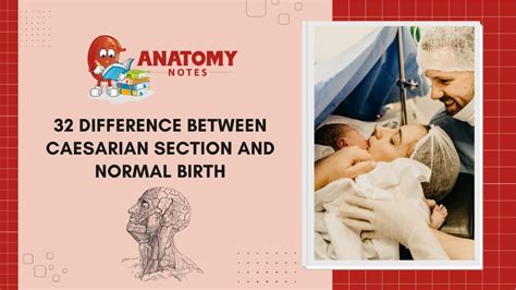 Caesarian Section And Normal Birth Archives Anatomy Notes